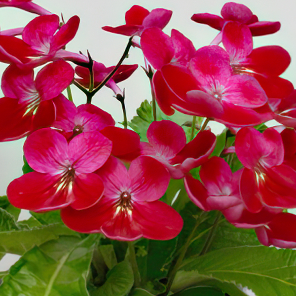 STREPTOCARPUS HOLLY