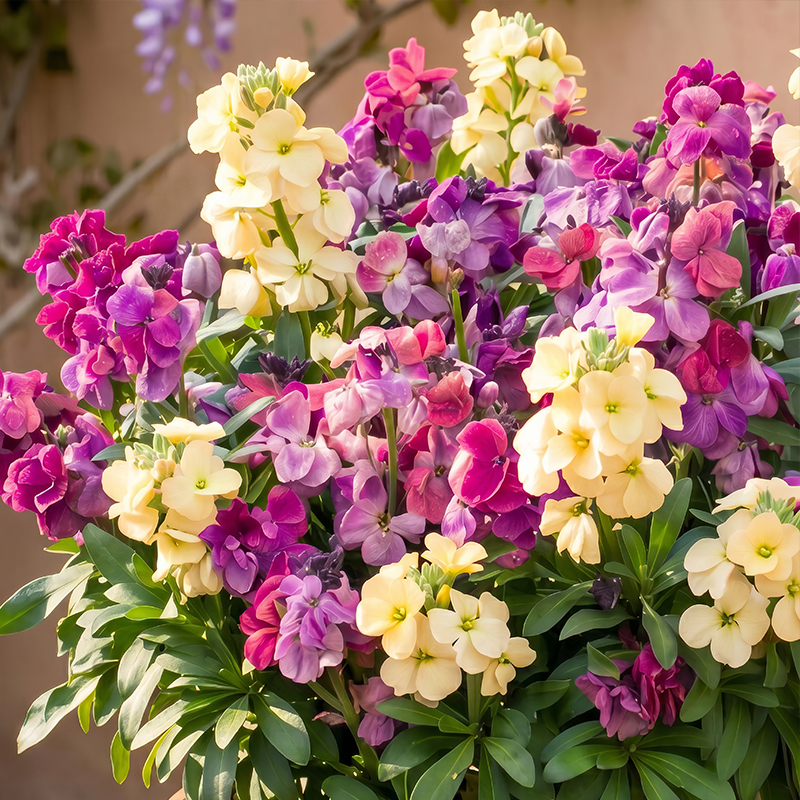 WALLFLOWER SUGAR RUSH AMETHYST CREAM F1