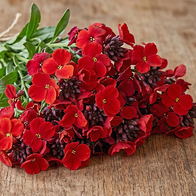 WALLFLOWER SUGAR RUSH RED
