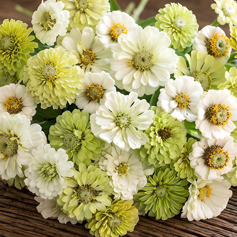 ZINNIA PEAR BLOSSOM