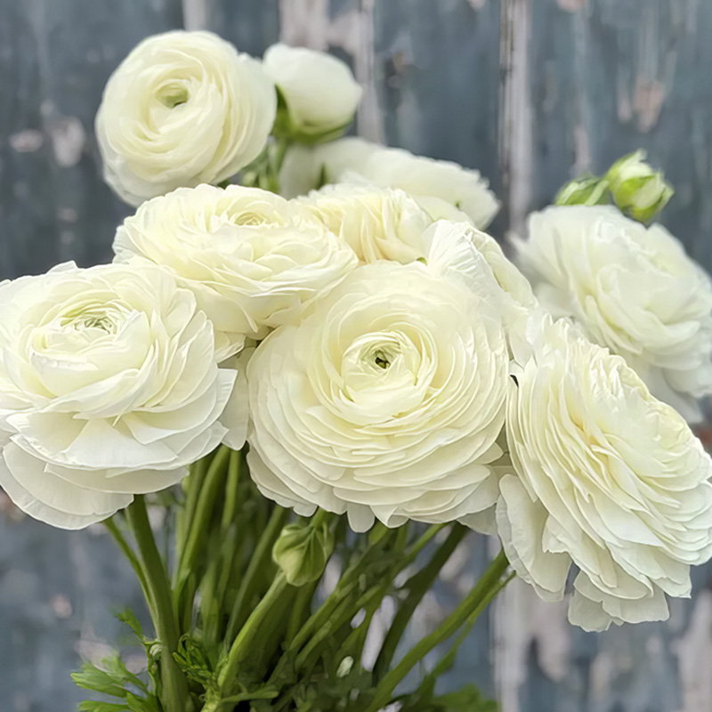 RANUNCULUS ELEGANCE BIANCO