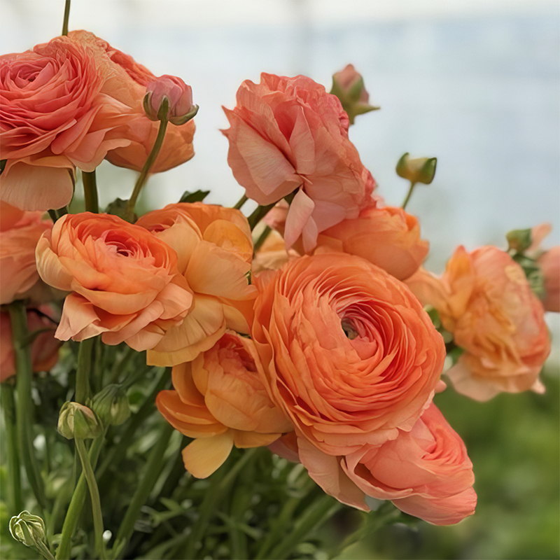 RANUNCULUS CLONI SUCCESS HONEY