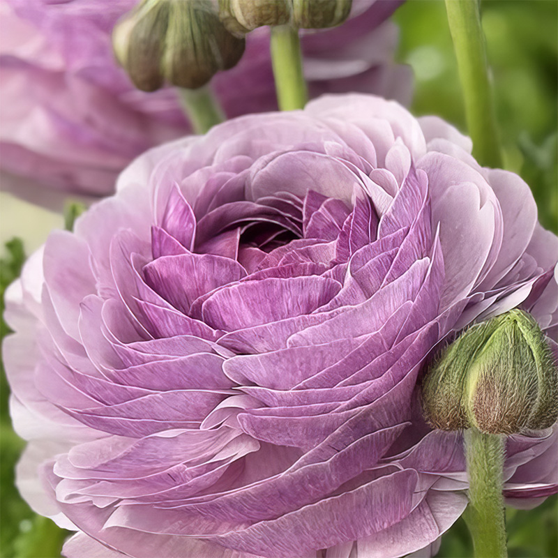 RANUNCULUS CLONI SUCCESS NONNO ANTONIO