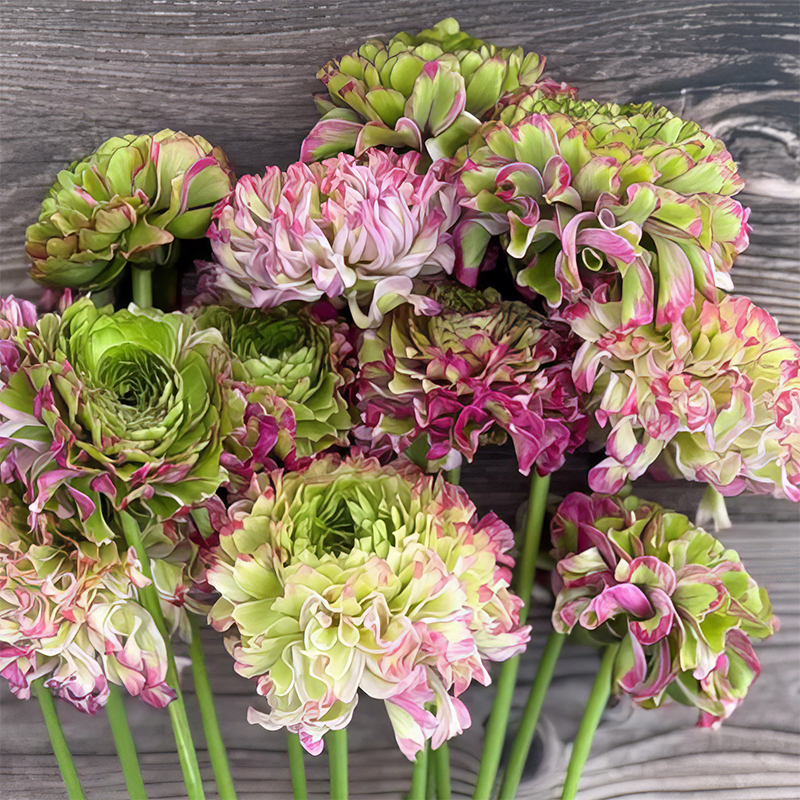 RANUNCULUS CLONI PON PON MALVA