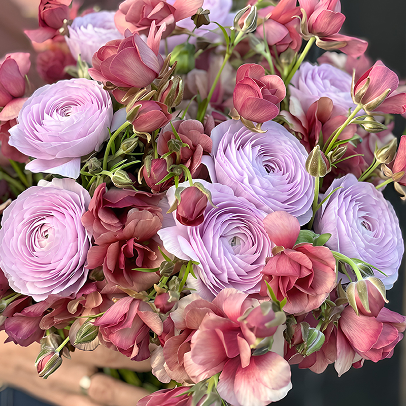 RANUNCULUS ENERGIA & NONNO ANTONIO DUO