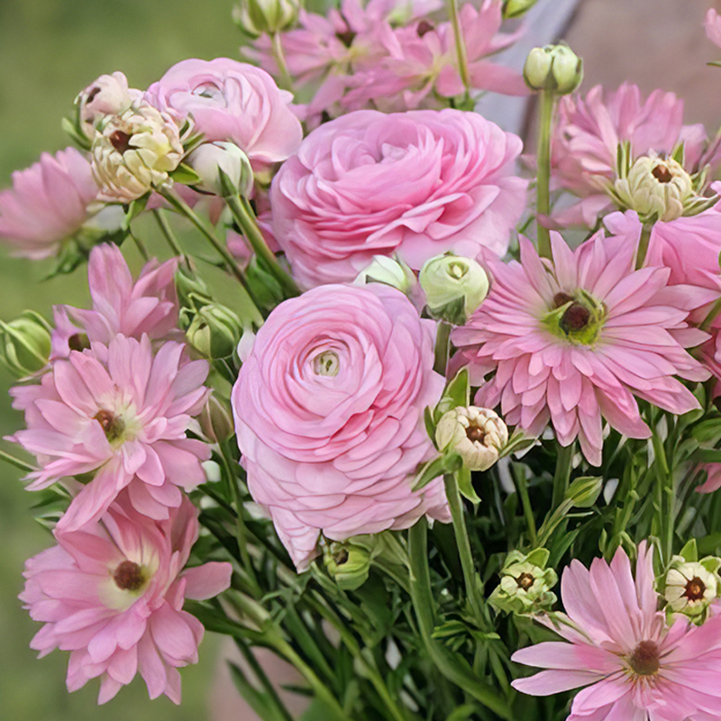 RANUNCULUS VENUS & ROSA CHIARO DUO