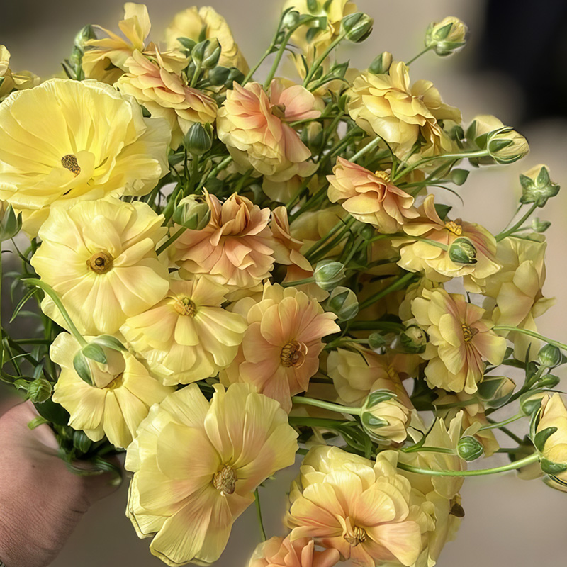 RANUNCULUS NATURA MODERNA MIELE