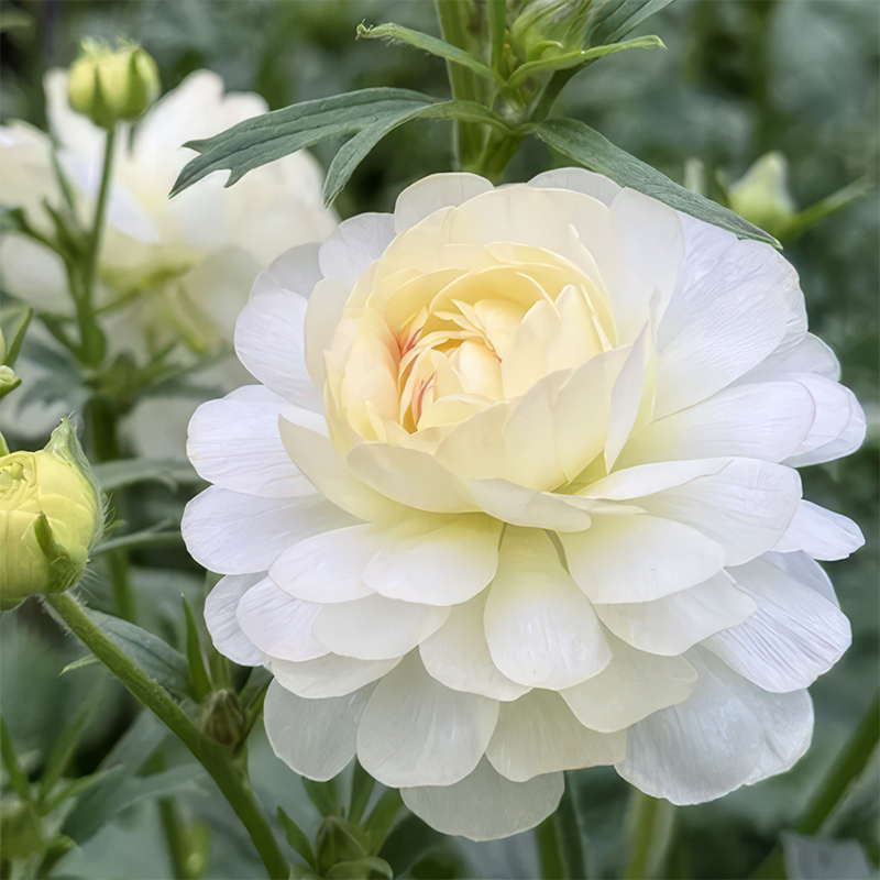 RANUNCULUS NATURA MODERNA MURANO