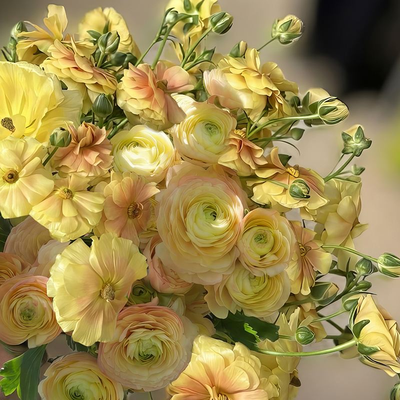 RANUNCULUS MIELE & TUAREG LUXURY DUO