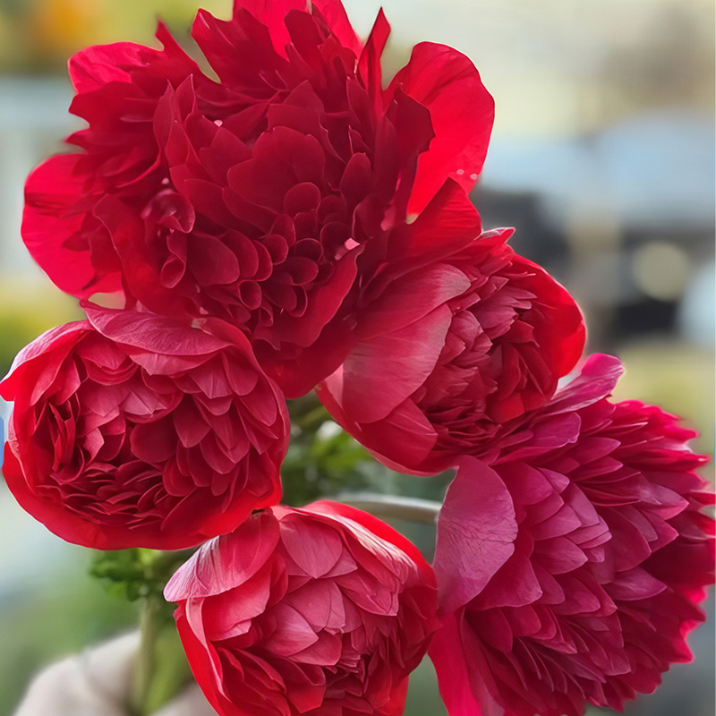 ANEMONE LEVANTE ROSSO