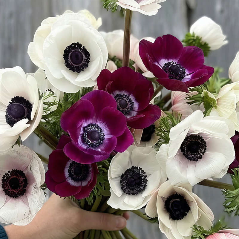 ANEMONE MISTRAL BIANCO NERO PANDA & BORDEAUX DUO