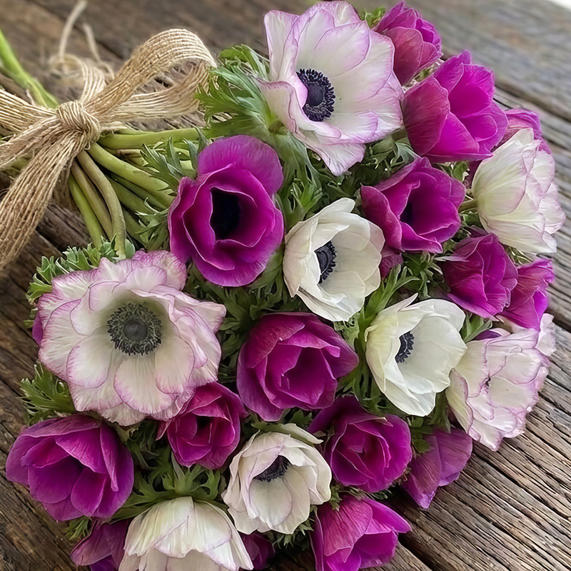 ANEMONE MISTRAL FUCHSIA & THE EDGE DUO
