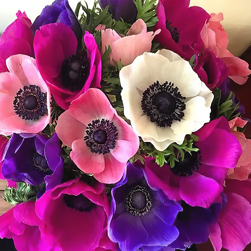 ANEMONE MISTRAL FOUR STARS MIXED