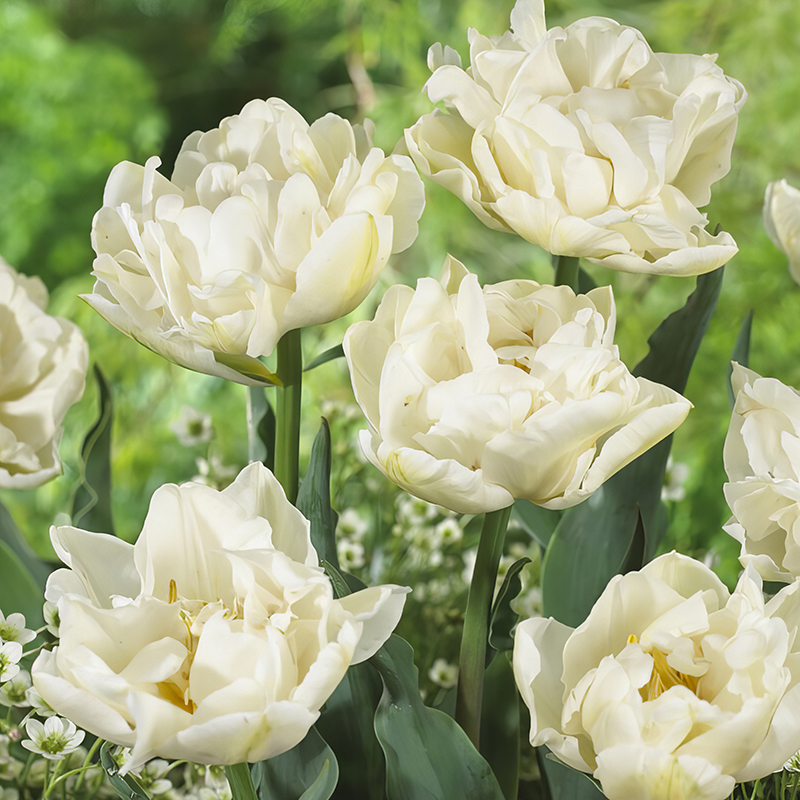 TULIP NORTHCAP