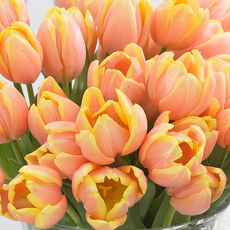 TULIP MANGO CHARM