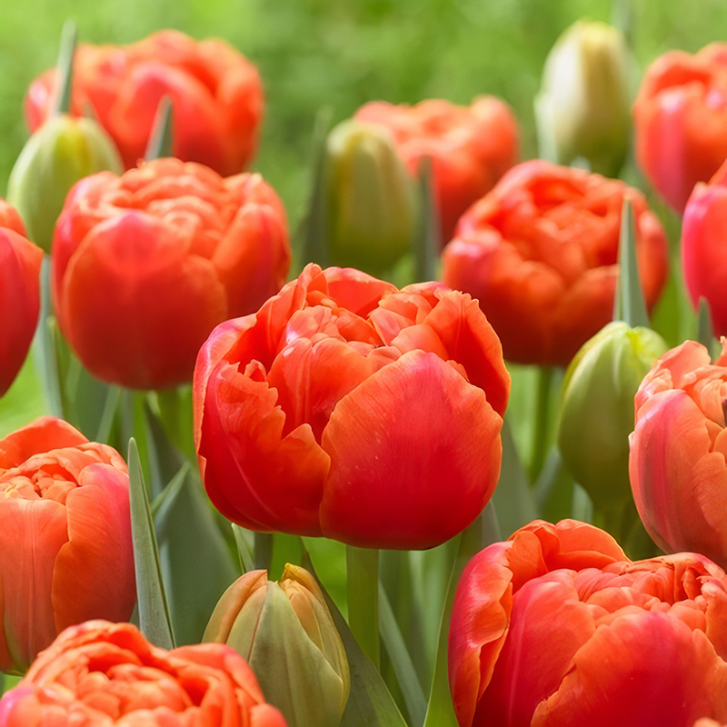 TULIP ICOON