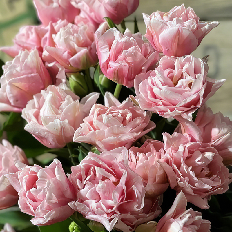 TULIP DREAMER