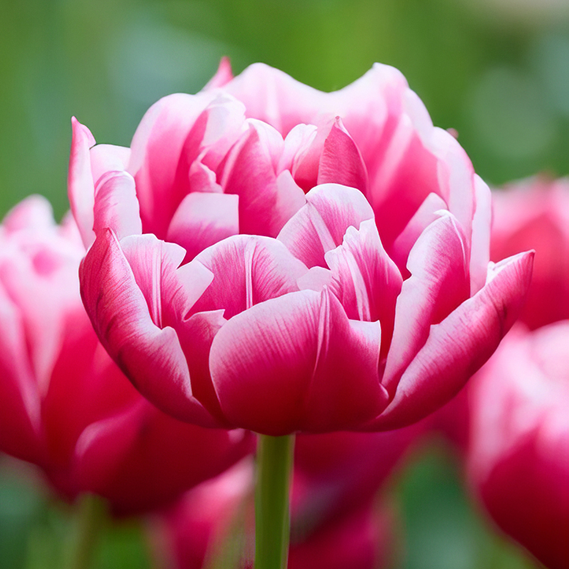 TULIP COLUMBUS