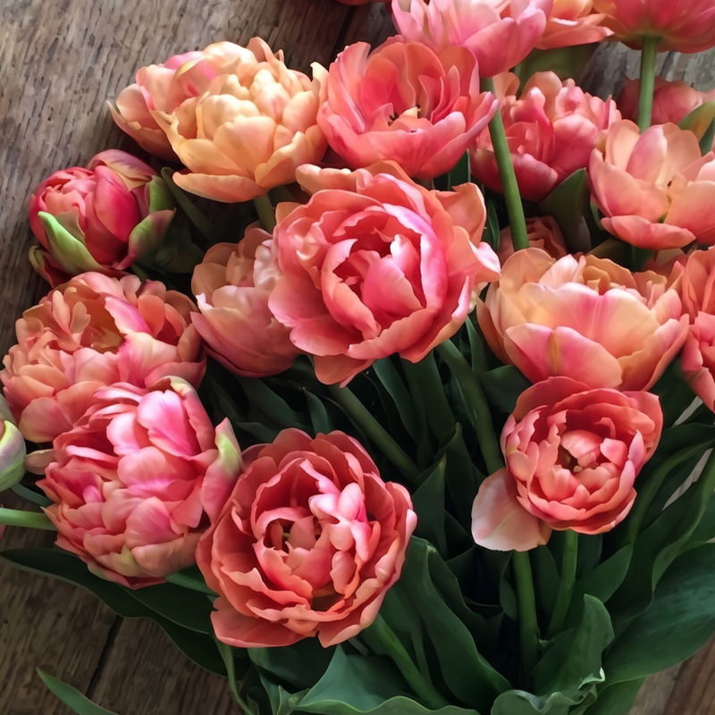 TULIP COPPER IMAGE