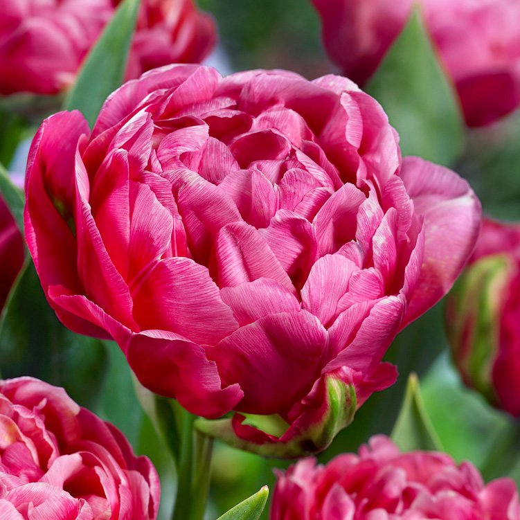 TULIP AMAZING GRACE