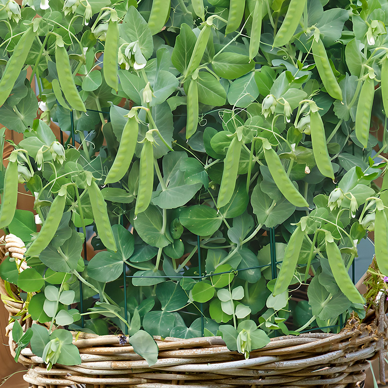 PEA SNAK HERO