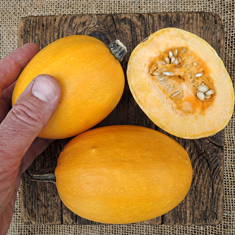 WINTER SQUASH BABY SPAGHETTI
