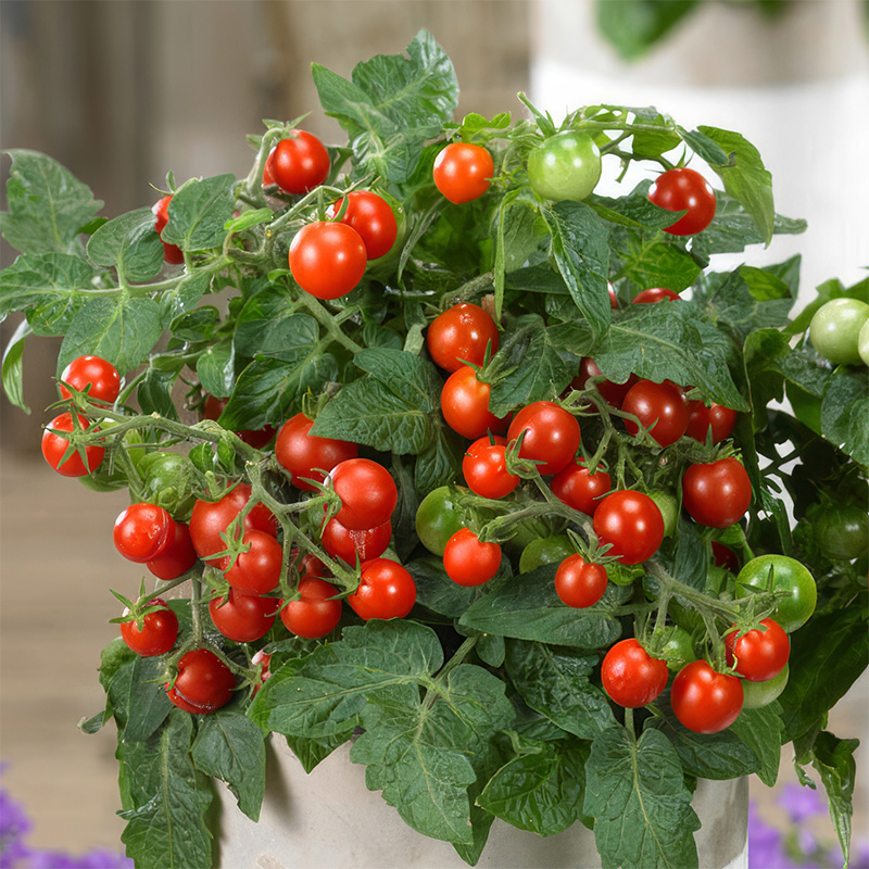 TOMATO PONCHI RED FI