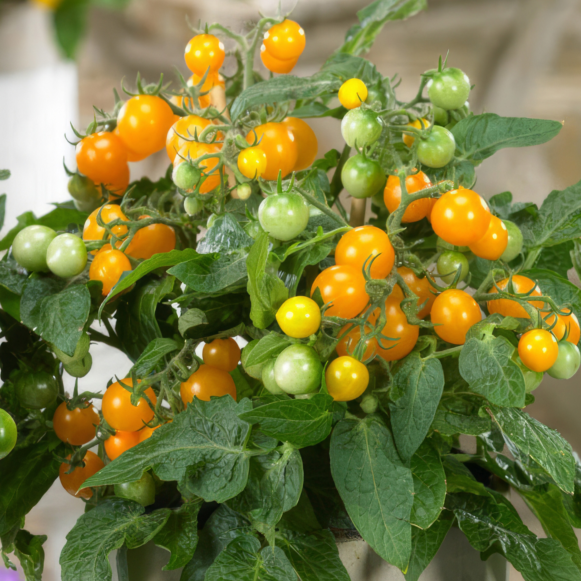TOMATO PONCHI YELLOW FI