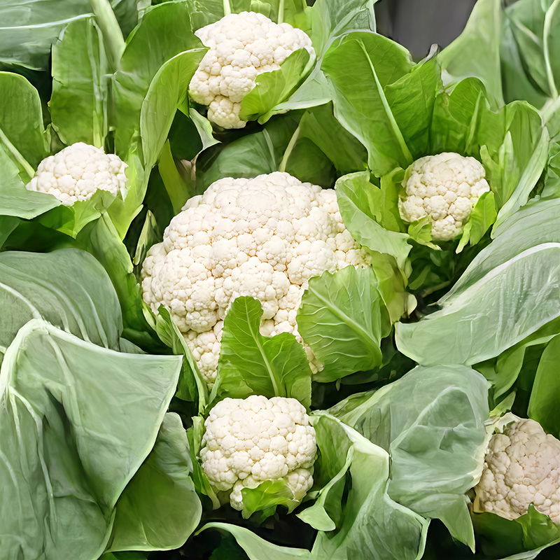 CAULIFLOWER MULTI-HEAD F1
