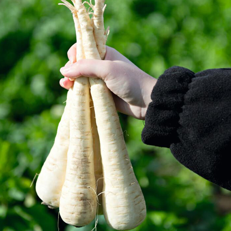 PARSNIP PEGASUS F1