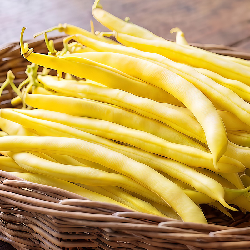 CLIMBING BEAN SUNSHINE