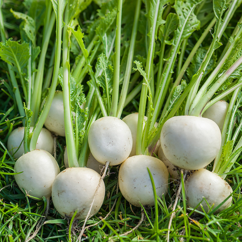 TURNIP SILKY WHITE F1