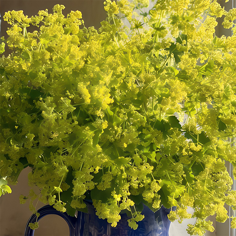 ALCHEMILLA MOLLIS
