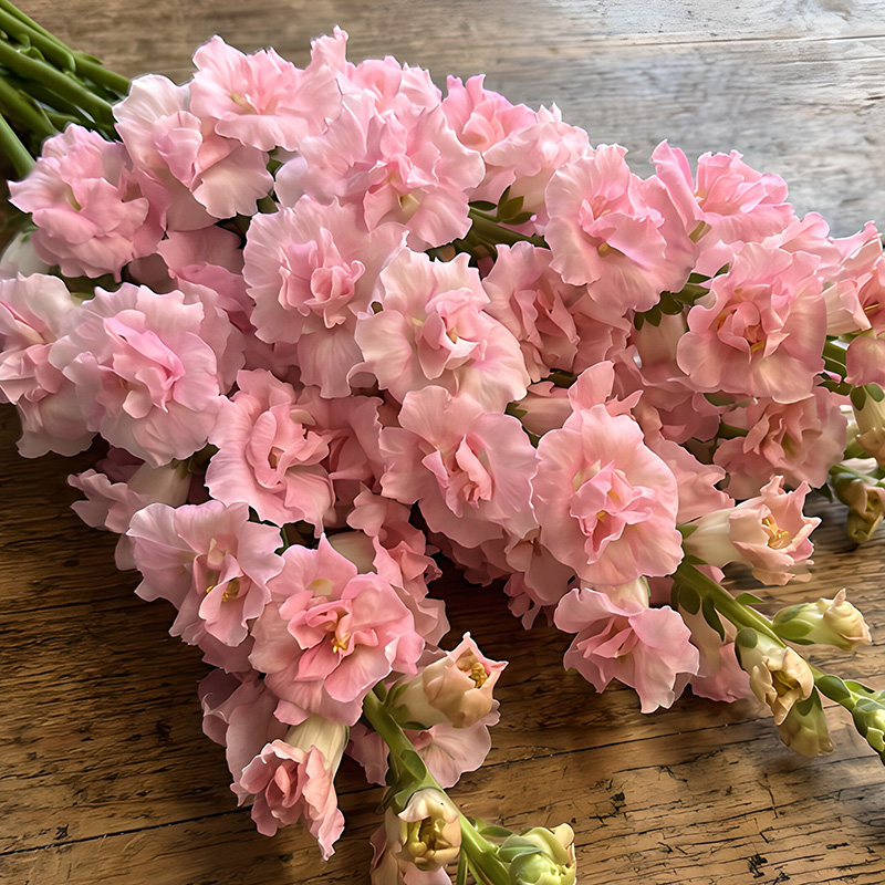 ANTIRRHINUM DOUBLE FRAPPE LIGHT PINK