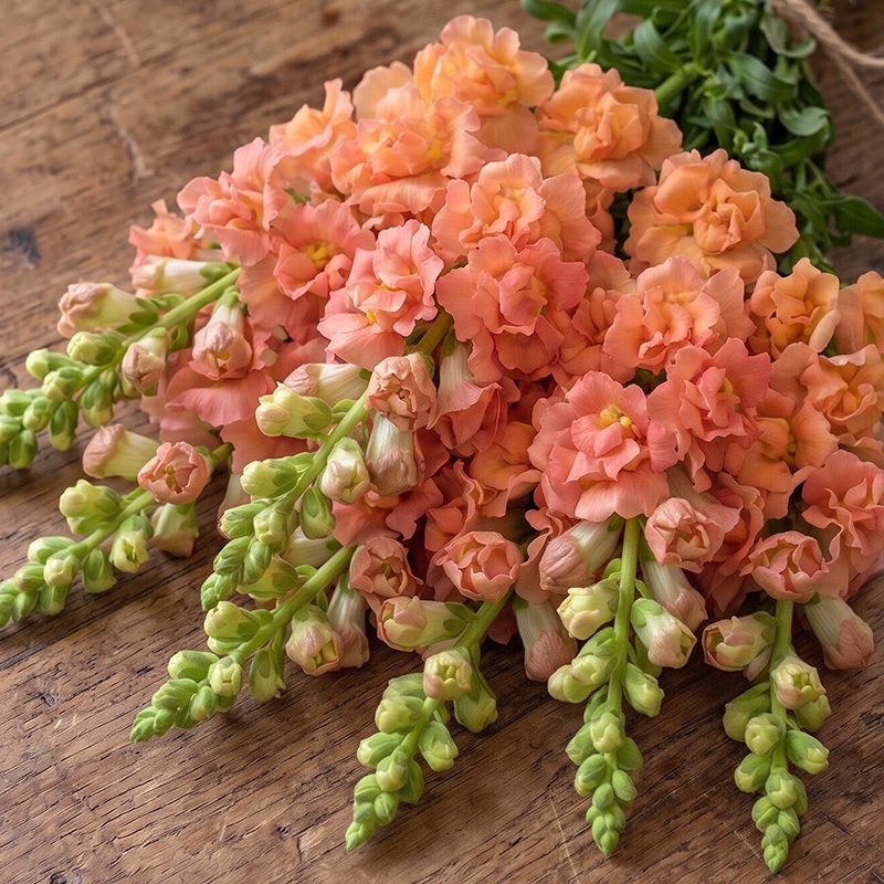 ANTIRRHINUM DOUBLE FRAPPE SALMON F1