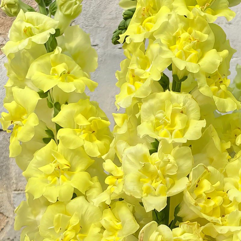 ANTIRRHINUM DOUBLE FRAPPE YELLOW F1