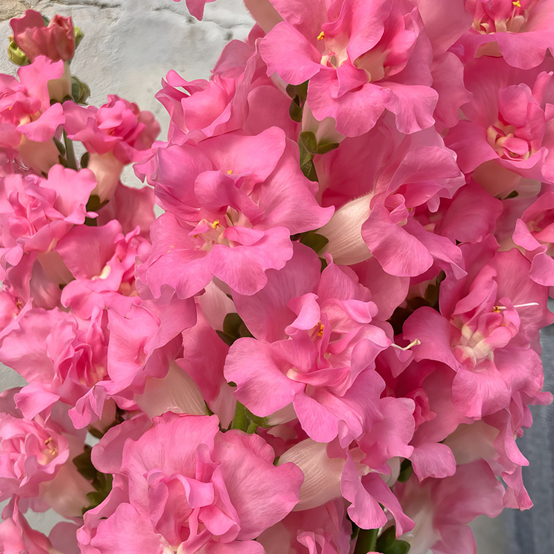 ANTIRRHINUM DOUBLE FRAPPE PINK F1