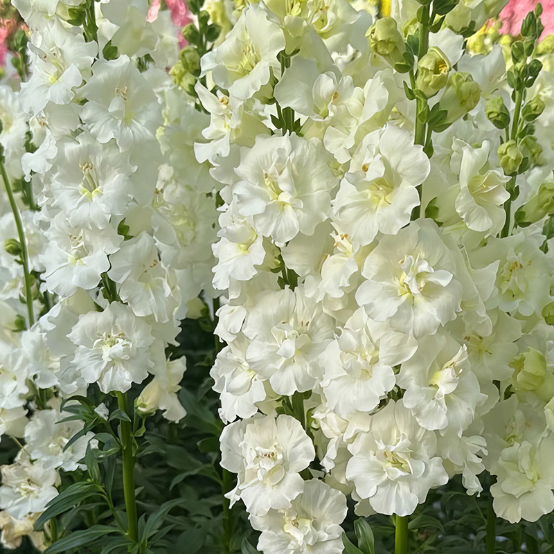 ANTIRRHINUM DOUBLE FRAPPE WHITE F1
