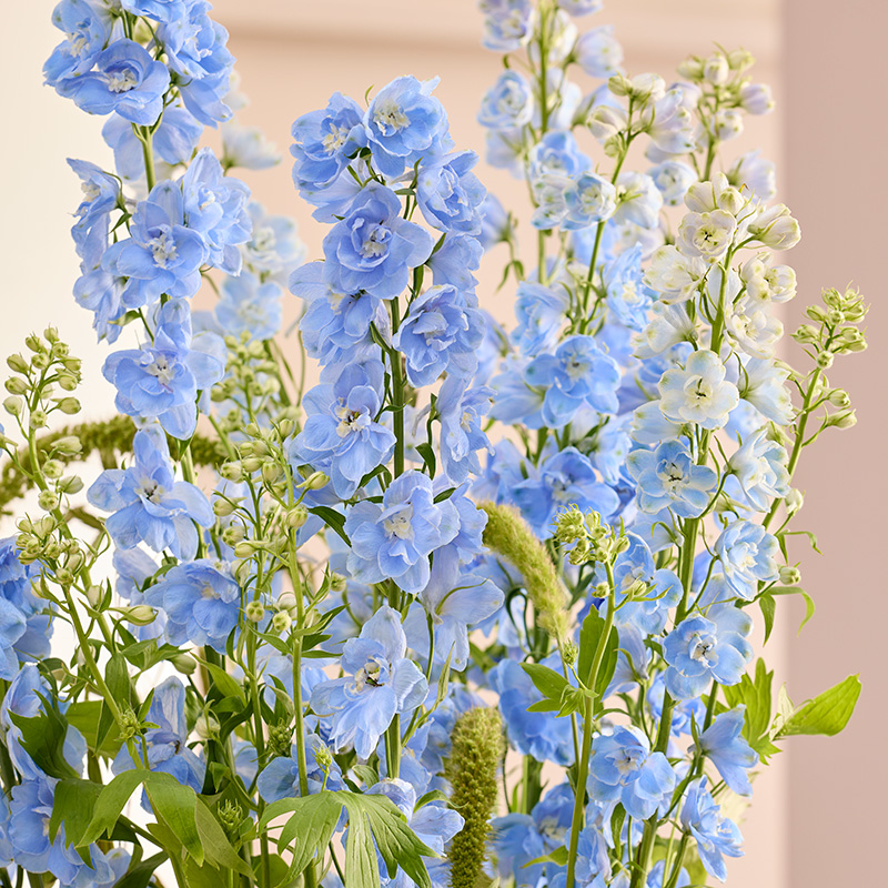 DELPHINIUM CANDLE LIGHT BLUE