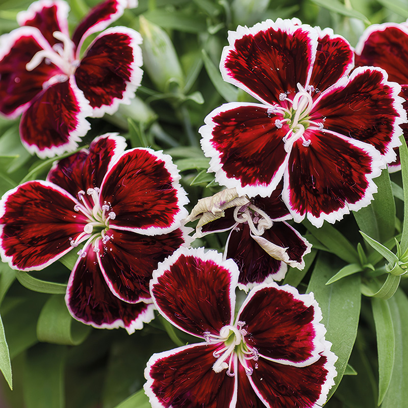DIANTHUS DIANA CRIMSON BICOLOUR