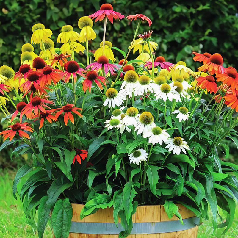 ECHINACEA POLLYNATION MIXED