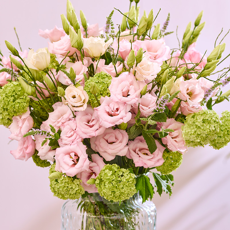 EUSTOMA AUBE LIGHT PINK