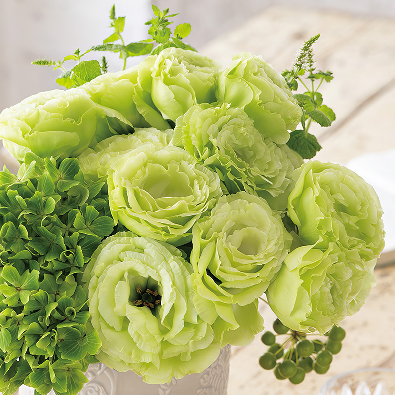 EUSTOMA ROSANNE PISTACHIO