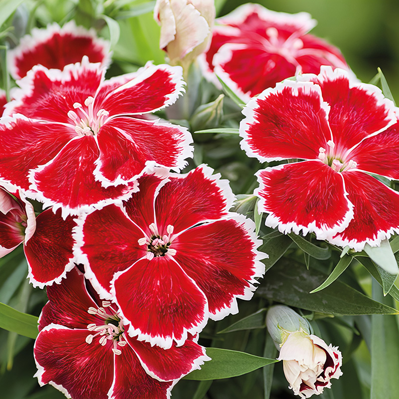 DIANTHUS DIANA SCARLET BICOLOUR