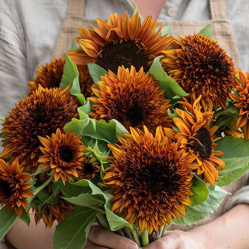 HELIANTHUS DARJEELING