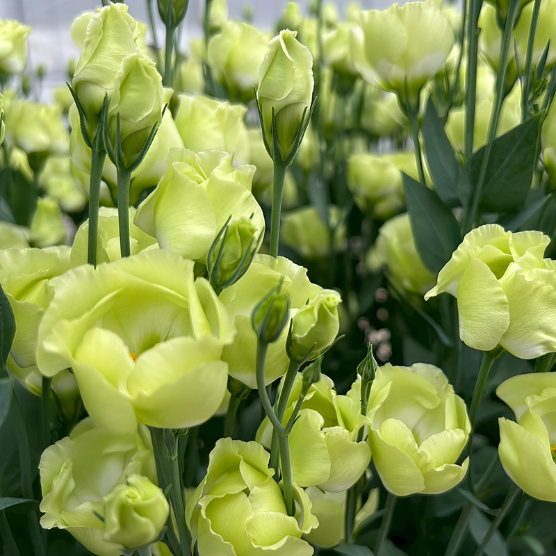 EUSTOMA PUCCHINO MINT