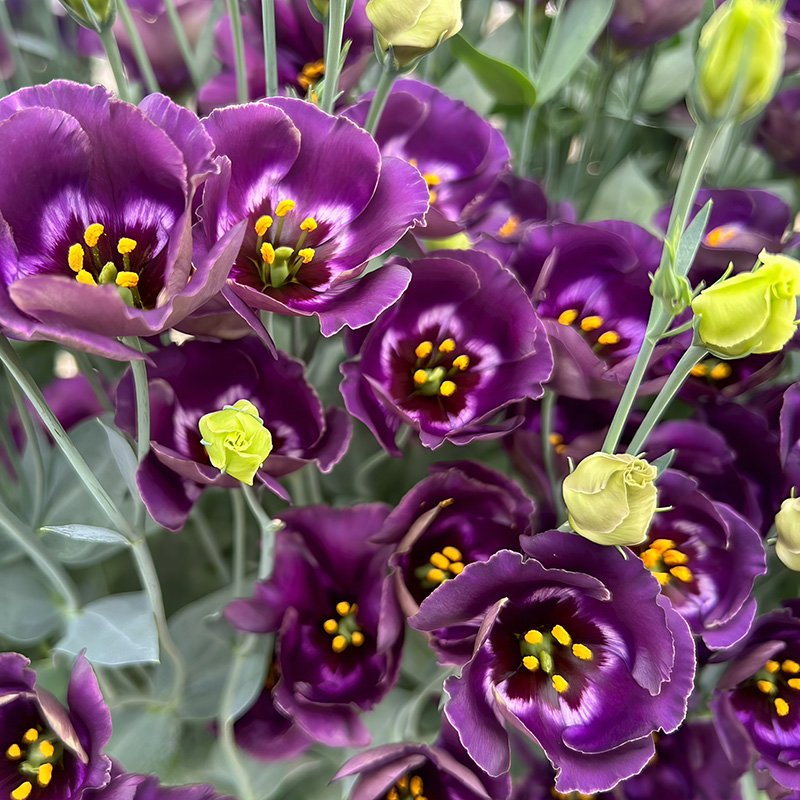EUSTOMA PUCCHINO PRUNE
