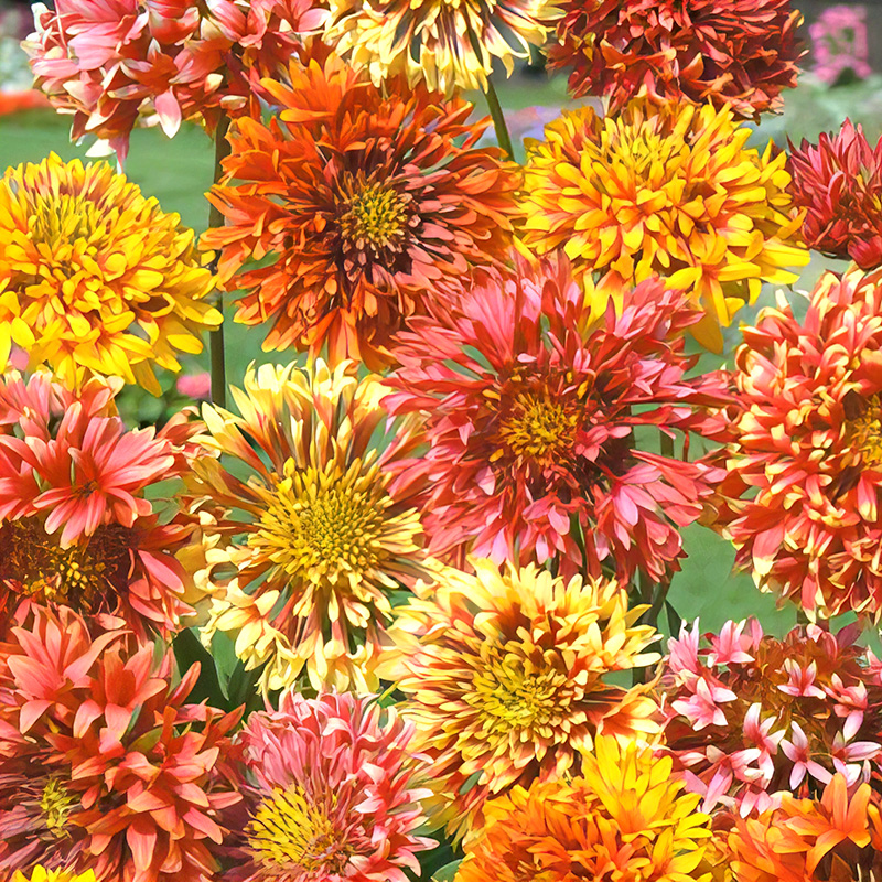GAILLARDIA RAZZLE DAZZLE MIXED