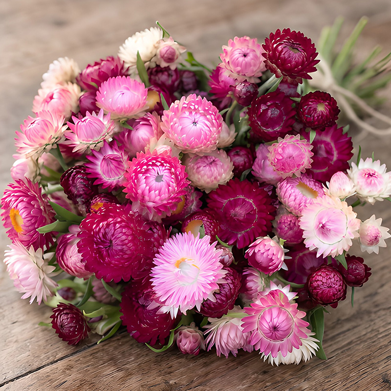 HELICHRYSUM VINTAGE ROSE & POMEGRANATE MIXED