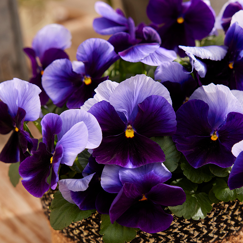 PANSY PREMIER BEACONSFIELD BLUE F1